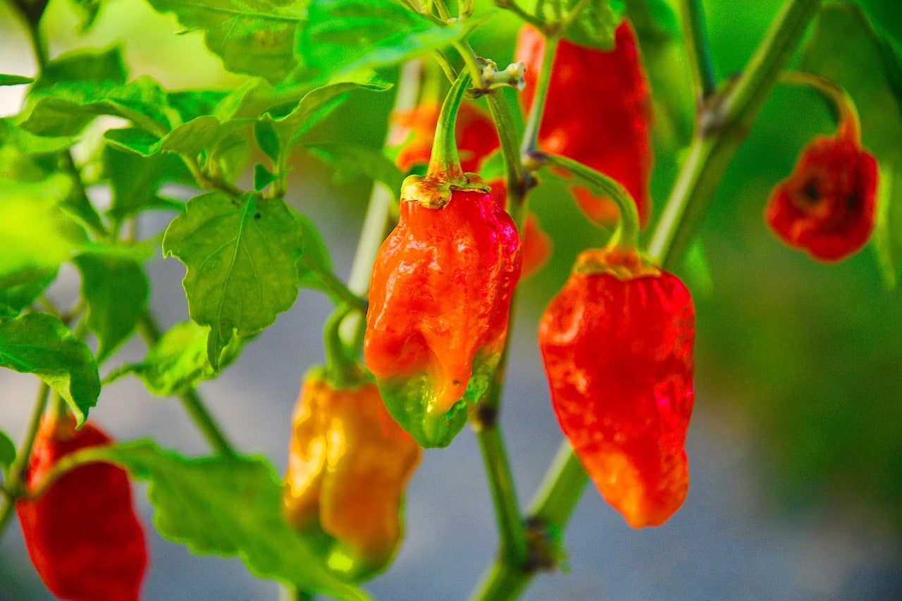 Spice Up Your Life: 5 New Pepper Varieties to Try in 2023